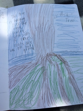 Drawn Ash Tree 